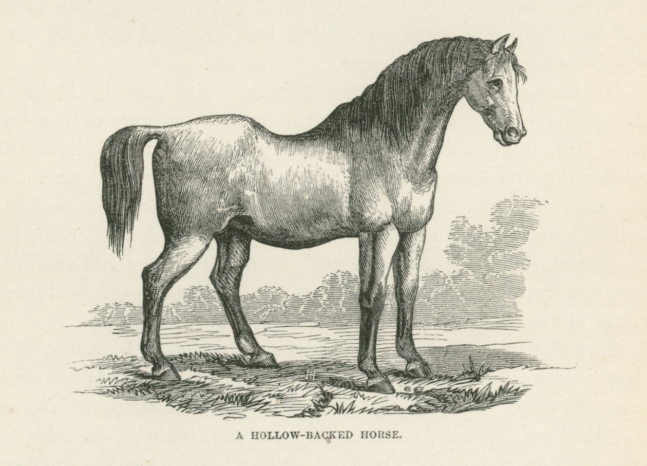 A Hollow-Backed Horse by English School