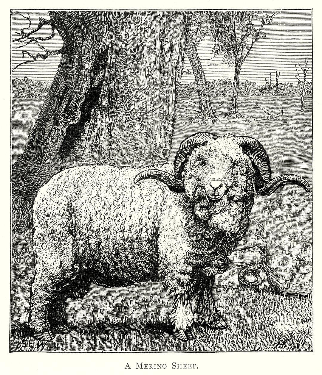 A Marino Sheep by English School