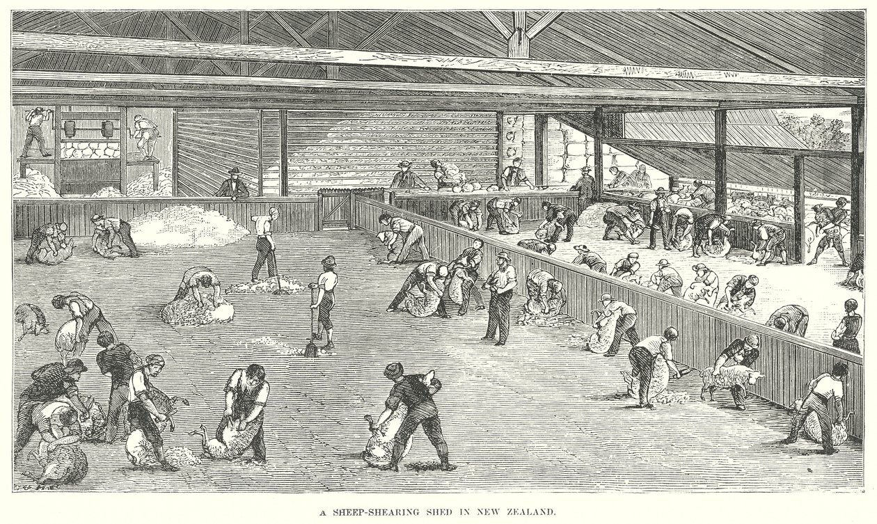 A Sheep-Shearing Shed in New Zealand by English School