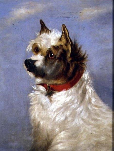 A Terrier with a Red Collar by English School