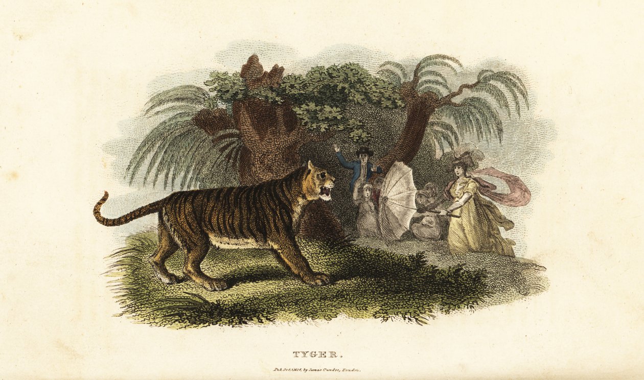 A Tiger, Panthera tigris, Frightened Away by an English Woman Waving an Umbrella by English School