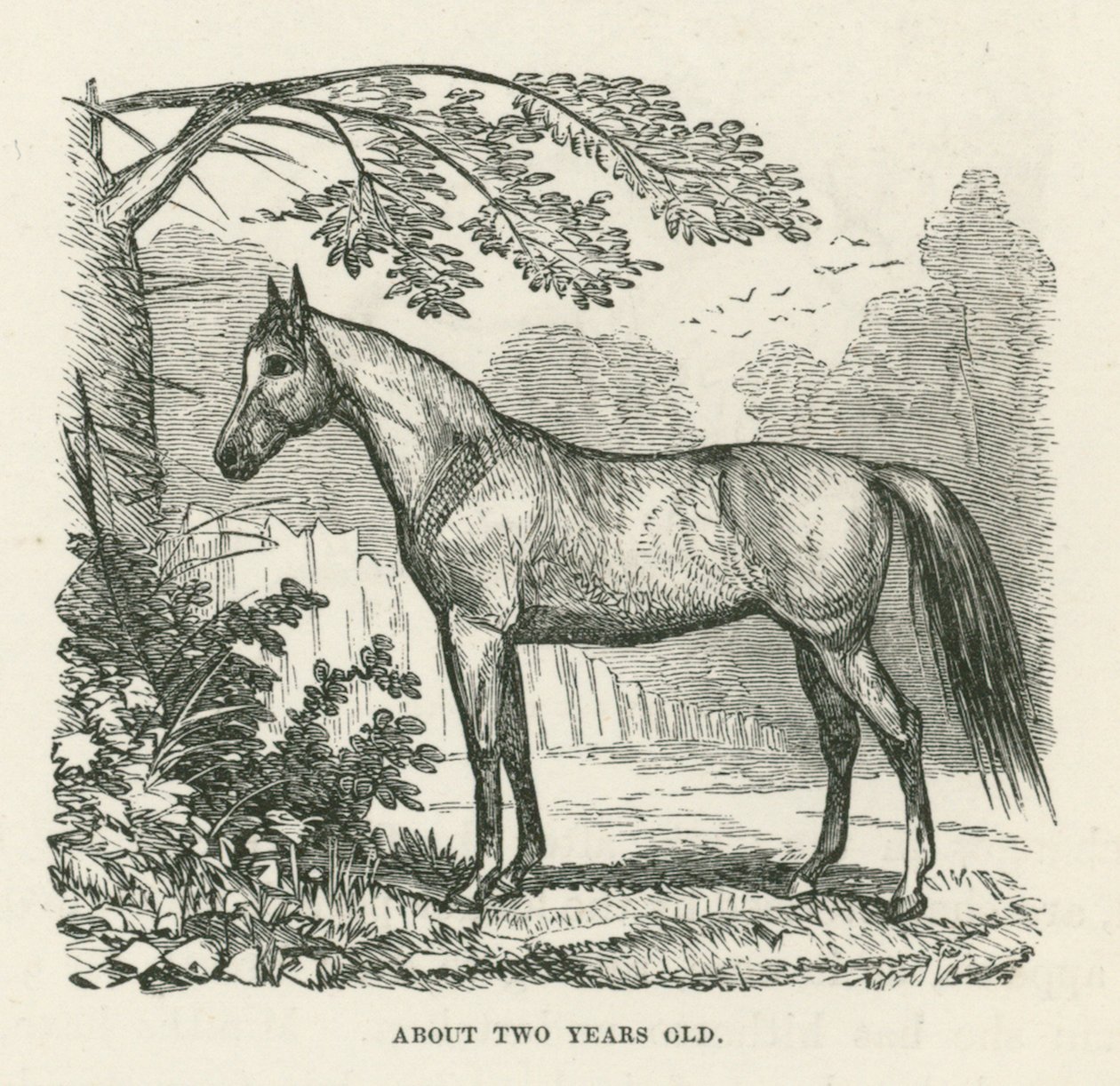 About Two Years Old by English School