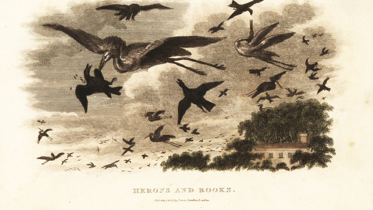 Aerial battle between herons and rooks for nesting rights near Daniel Wilson’s house Dallam Tower, Westmorland by English School