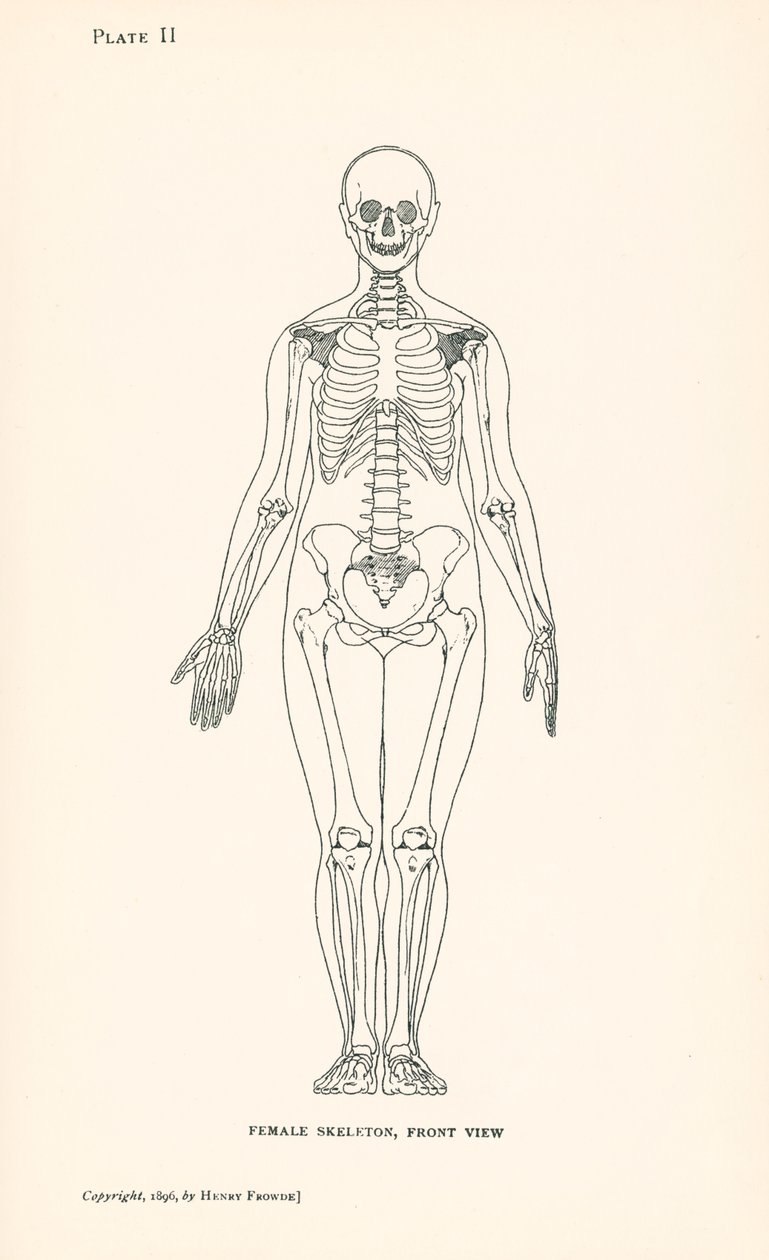 Anatomy: Female Skeleton, Front View by English School