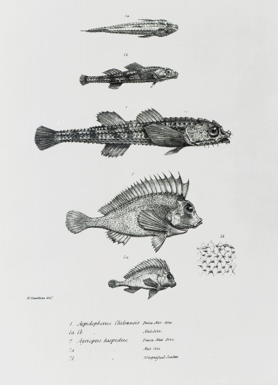 Aspidophorus Chiloensis and Agriopus Hispidus, Plate 7 from 