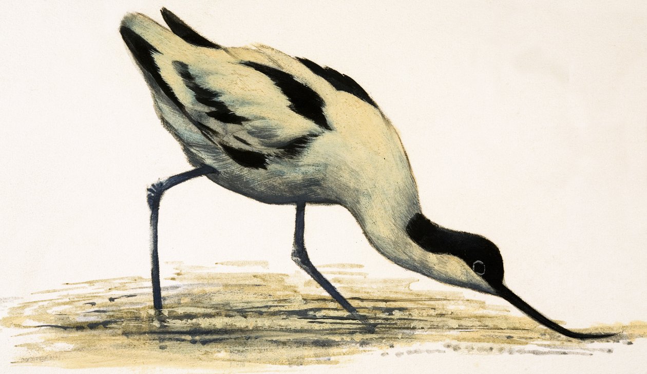Avocet by English School