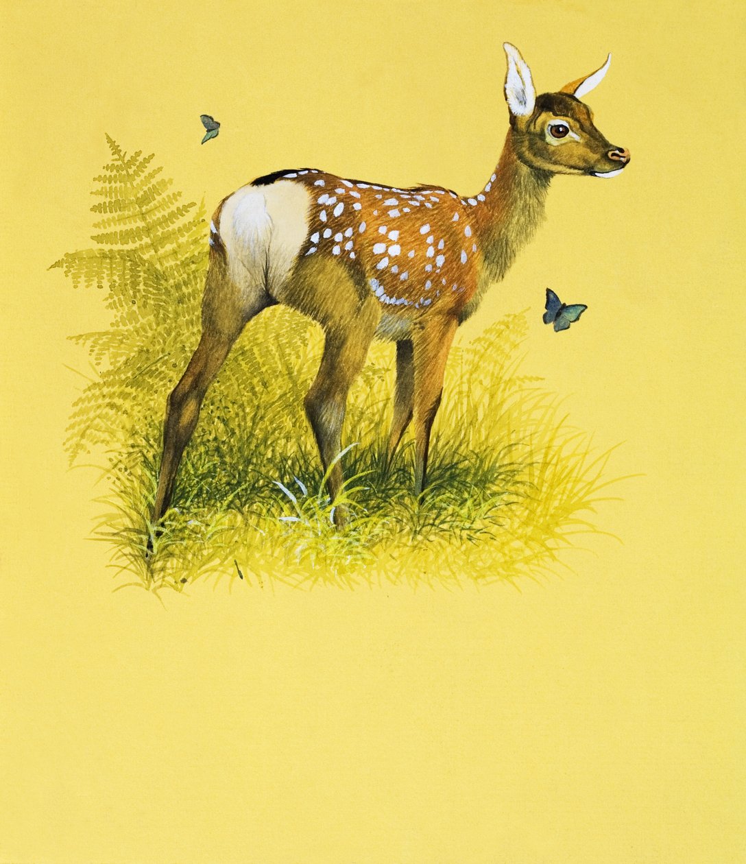 Baby Deer by English School