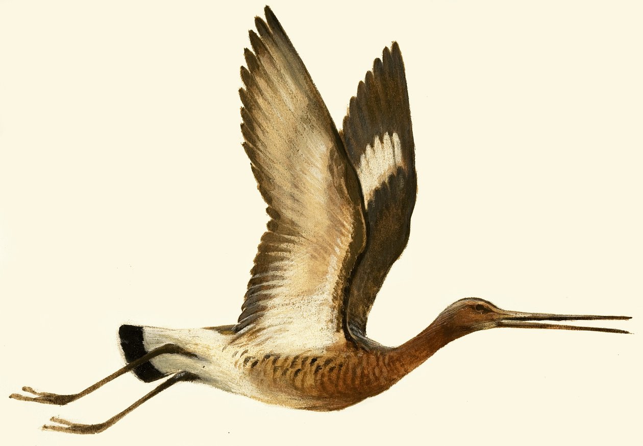 Black Tailed Godwit by English School
