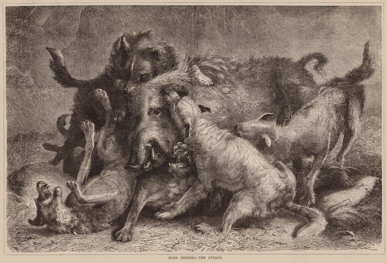Boar Hunting, The Attack by English School
