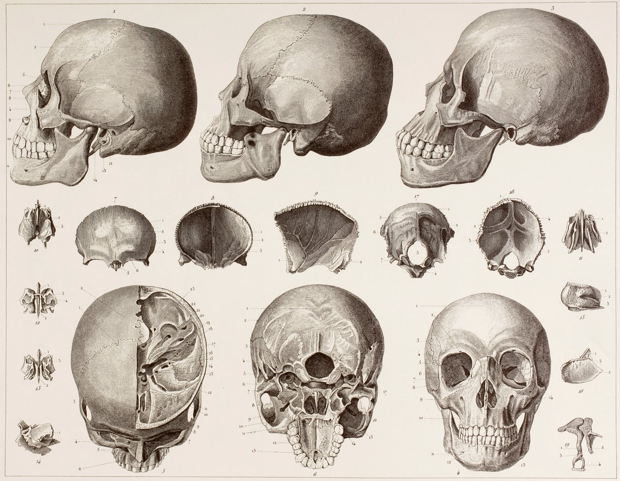 Bones of the head, after a 19th century print by English School