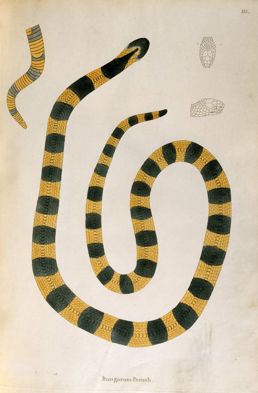 Bungarum Pamah Snake from An Account of Indian Serpents collected from the Coast of Coromandel by Patrick Russell, London, 1796 by English School