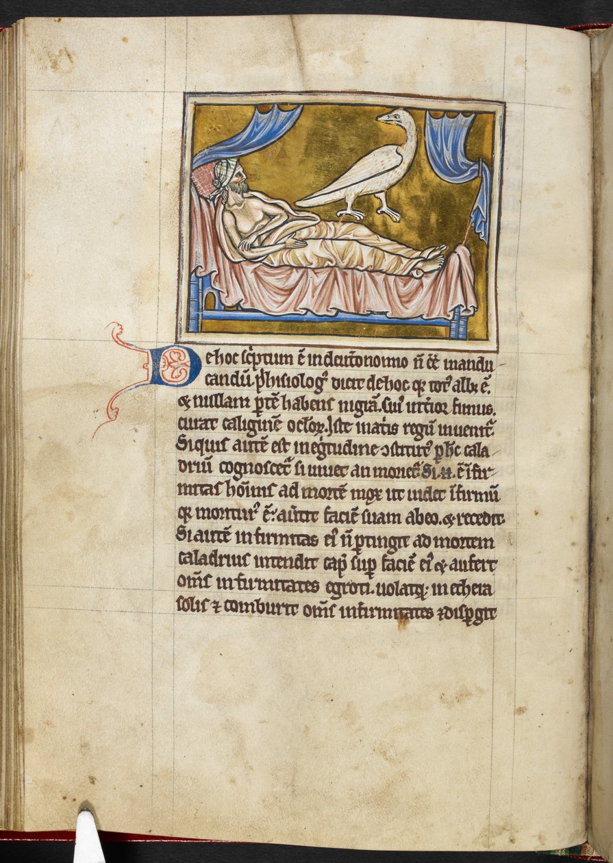 Caladrius Bird - Bestiary, Royal MS 12 C XIX, f.47v by English School