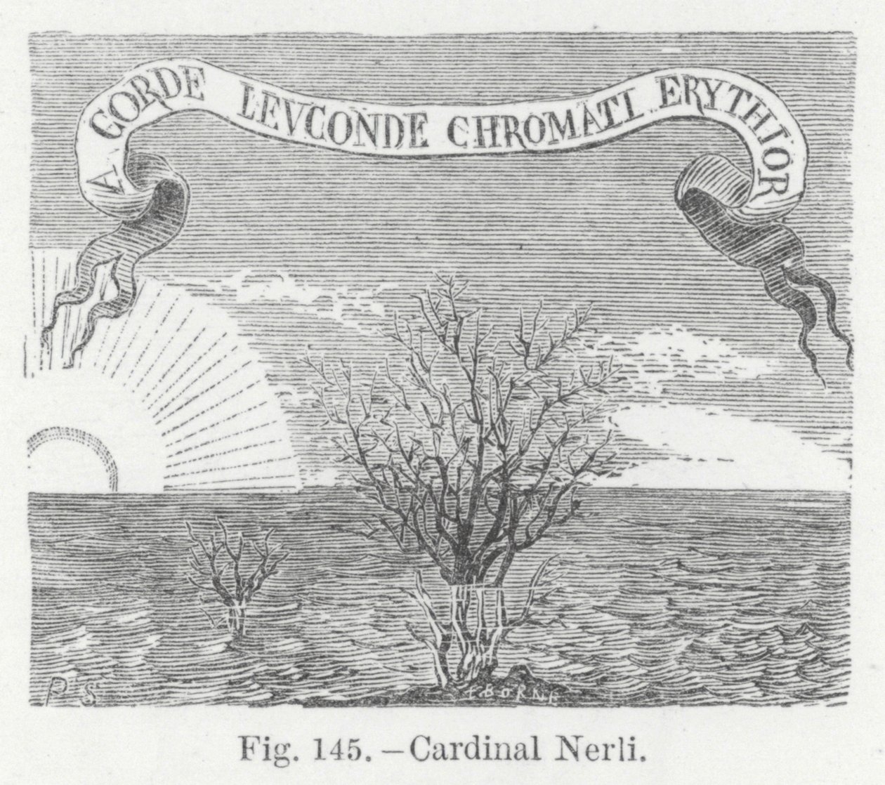 Cardinal Nerli by English School