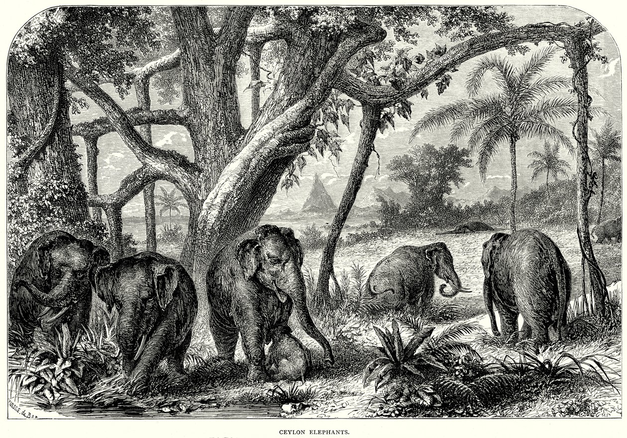 Ceylon Elephants by English School