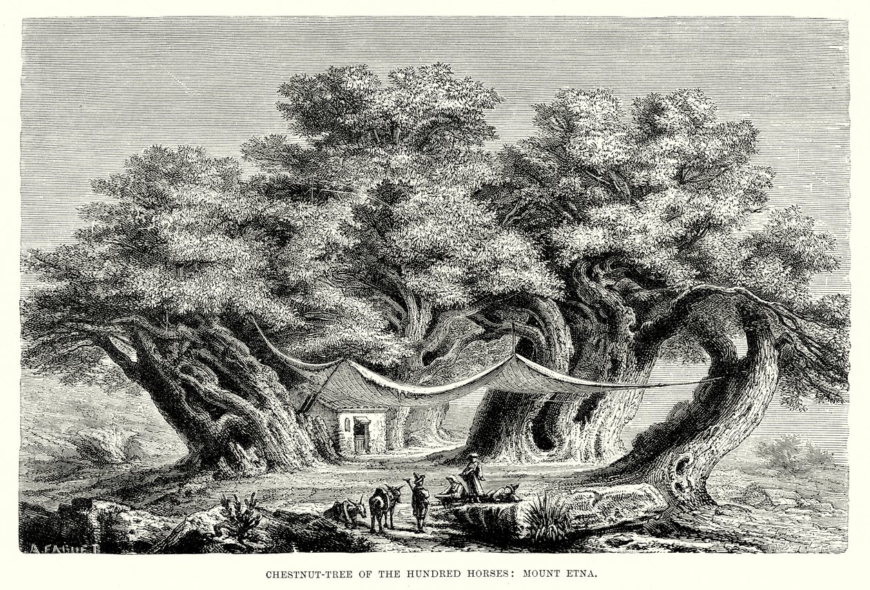 Chestnut-Tree of the Hundred Horses: Mount Etna by English School
