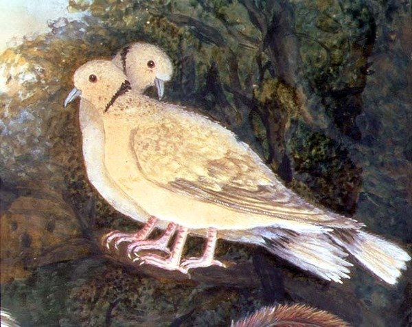 Chicken and Doves near a Farm (detail) by English School
