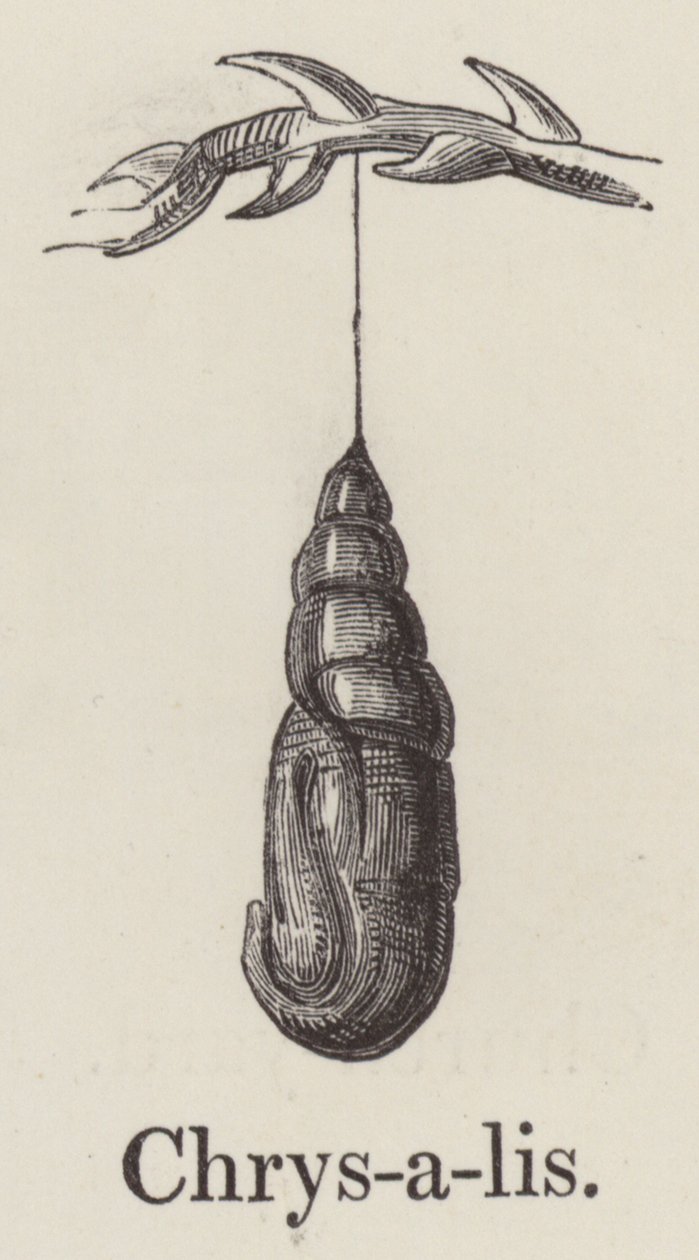 Chrysalis by English School