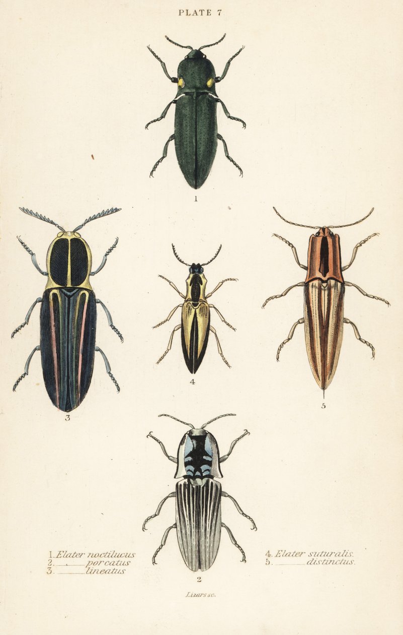 Click beetle: Headlight elater, Pyrophorus noctilucus, Chalcolepidius porcatus, lined click beetle, Agriotes lineatus, Elater suturalis, and Semiotus distinctus by English School
