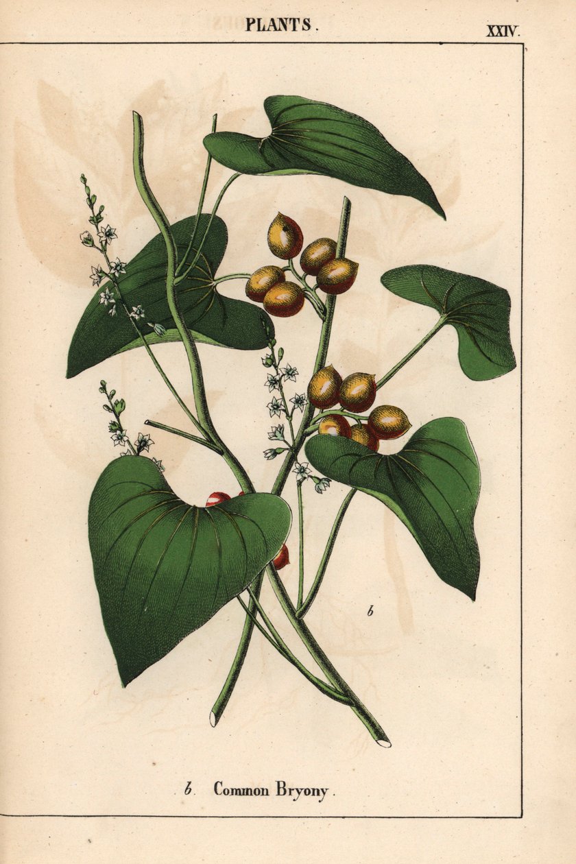 Common Bryony with Golden Berries, from 