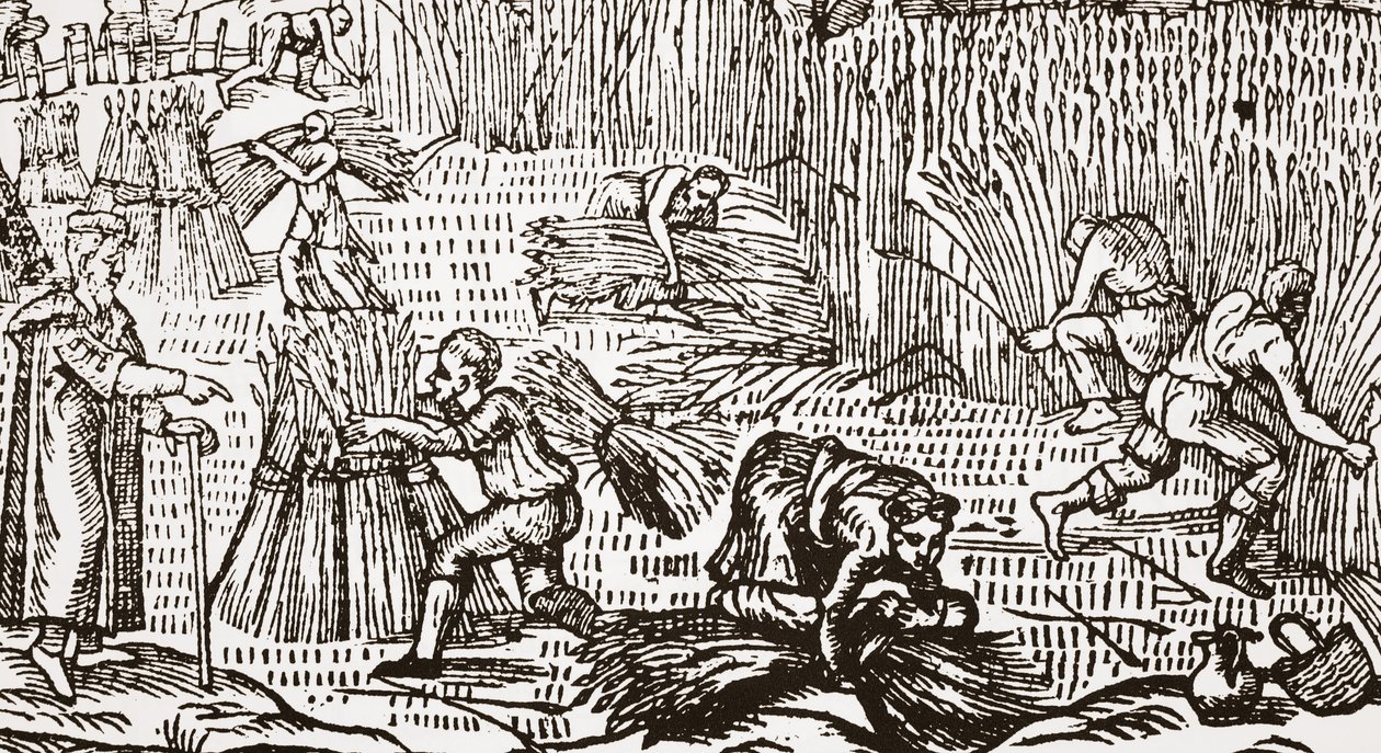 Contemporary woodcut showing the harvest by English School