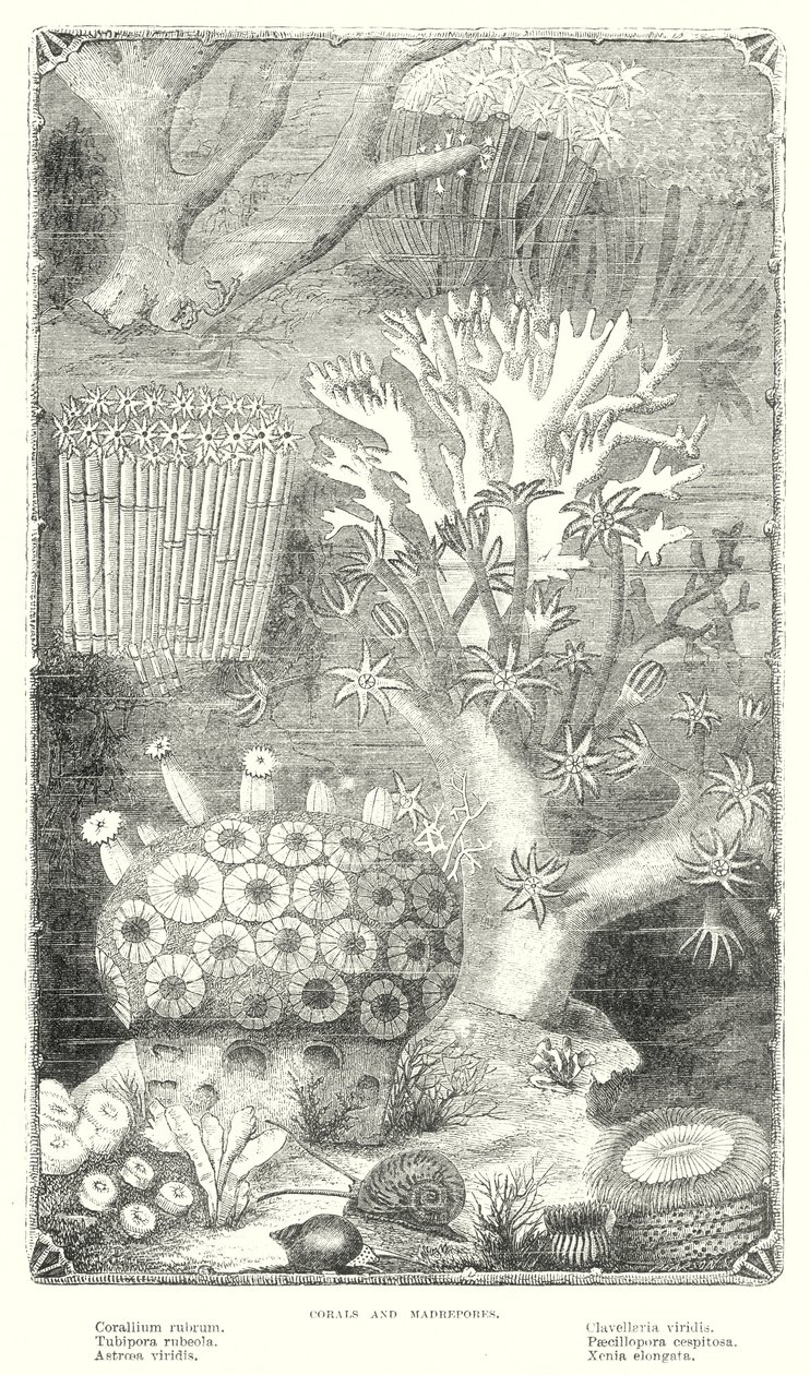 Coral and Madrepore by English School