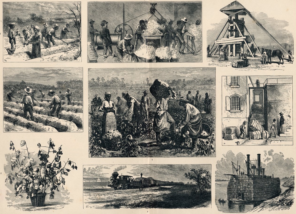 Cotton: its Cultivation and Preparation in America by English School