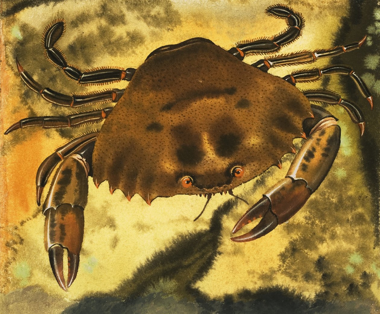Crab by English School