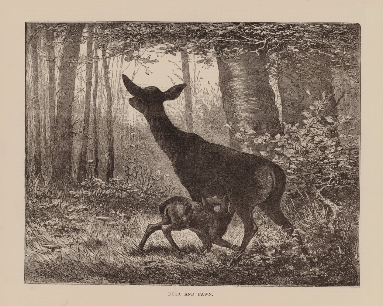 Deer and Fawn by English School