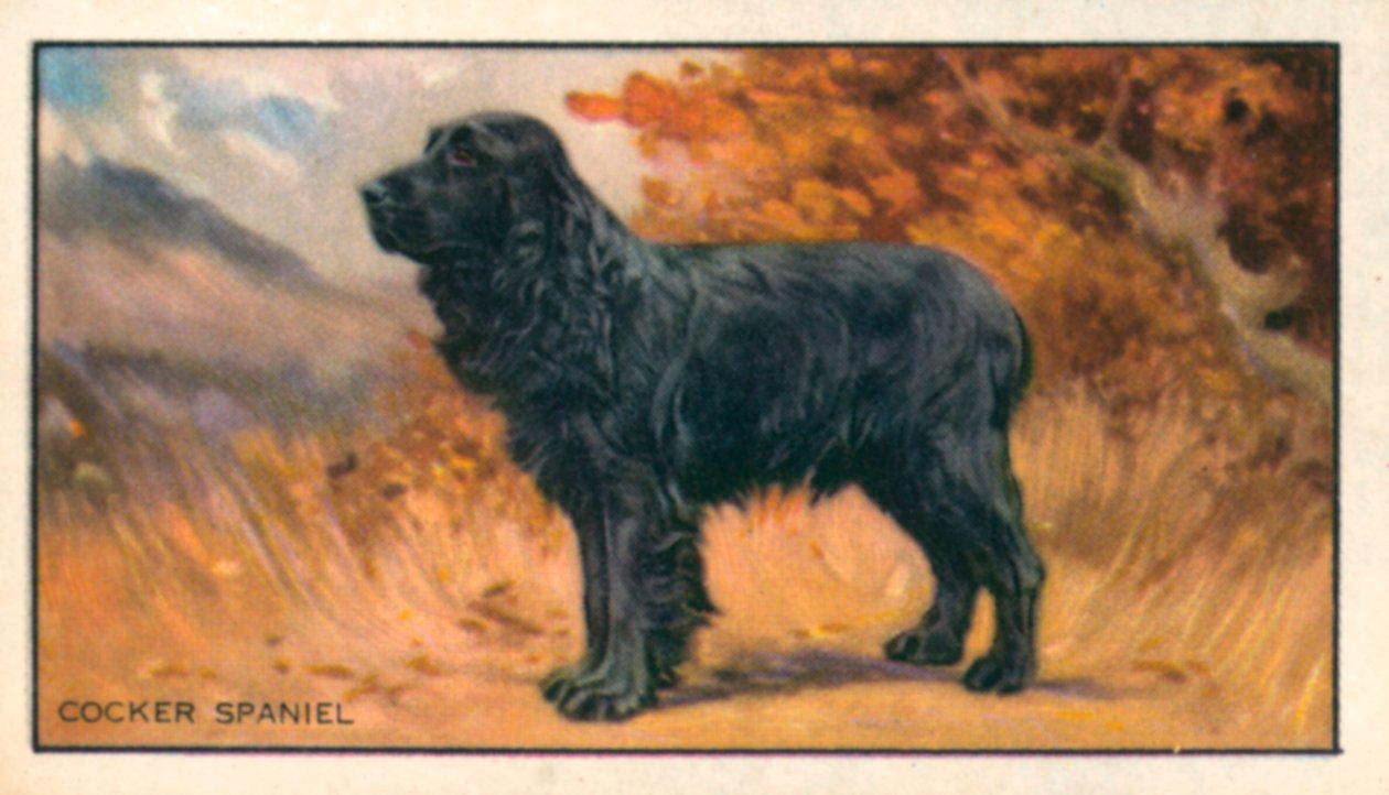 Dogs: Cocker Spaniel by English School