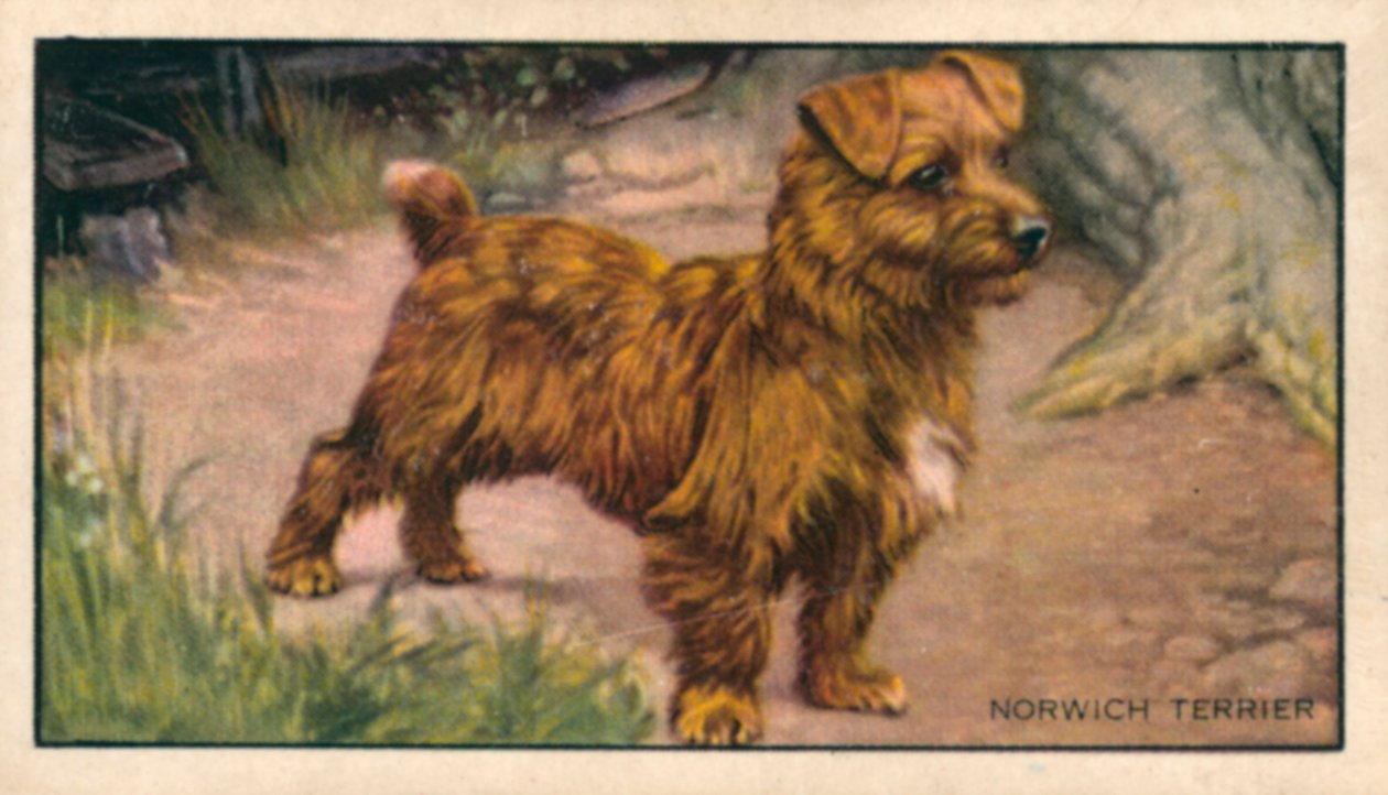 Dogs: Norwich Terrier by English School