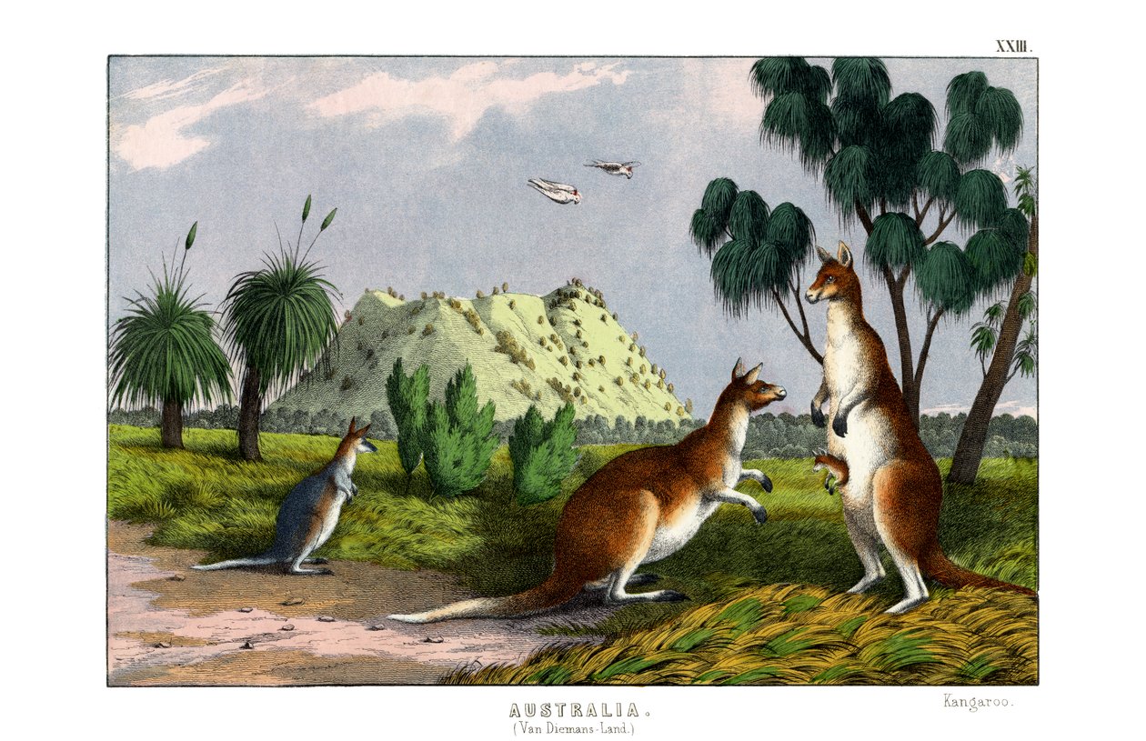 Eastern Grey Kangaroo by English School