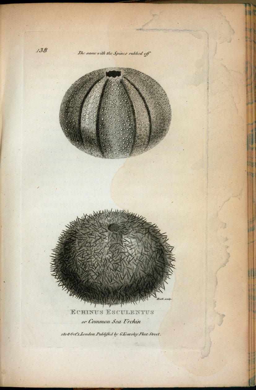 Echinus Esculentus or Common Sea Urchin; The Same with the Spines Rubbed Off. From 