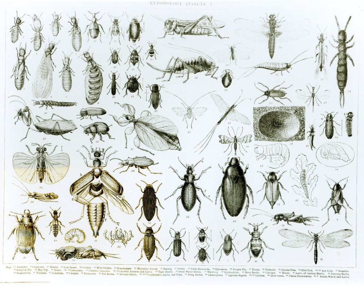 Entomology Insects by English School