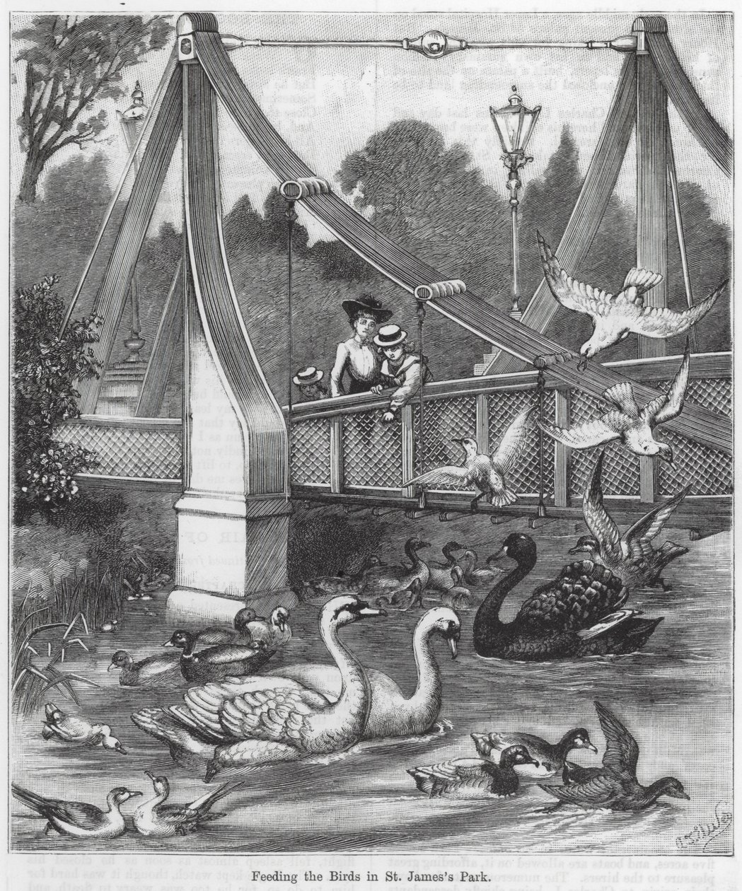 Feeding the Birds in St James