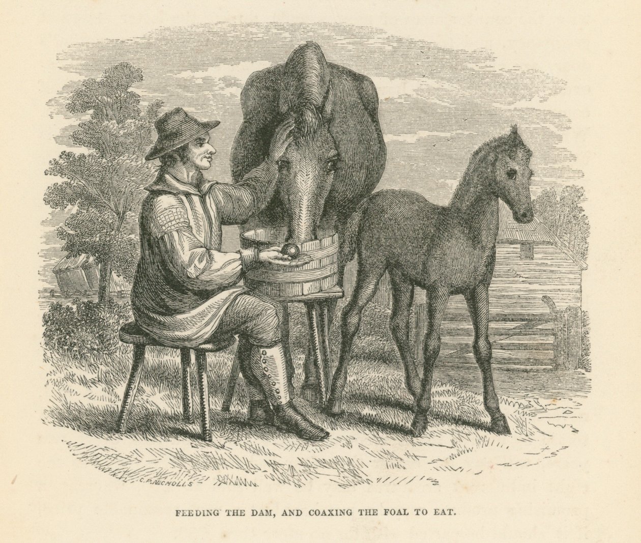 Feeding the Dam, and Coaxing the Foal to Eat by English School