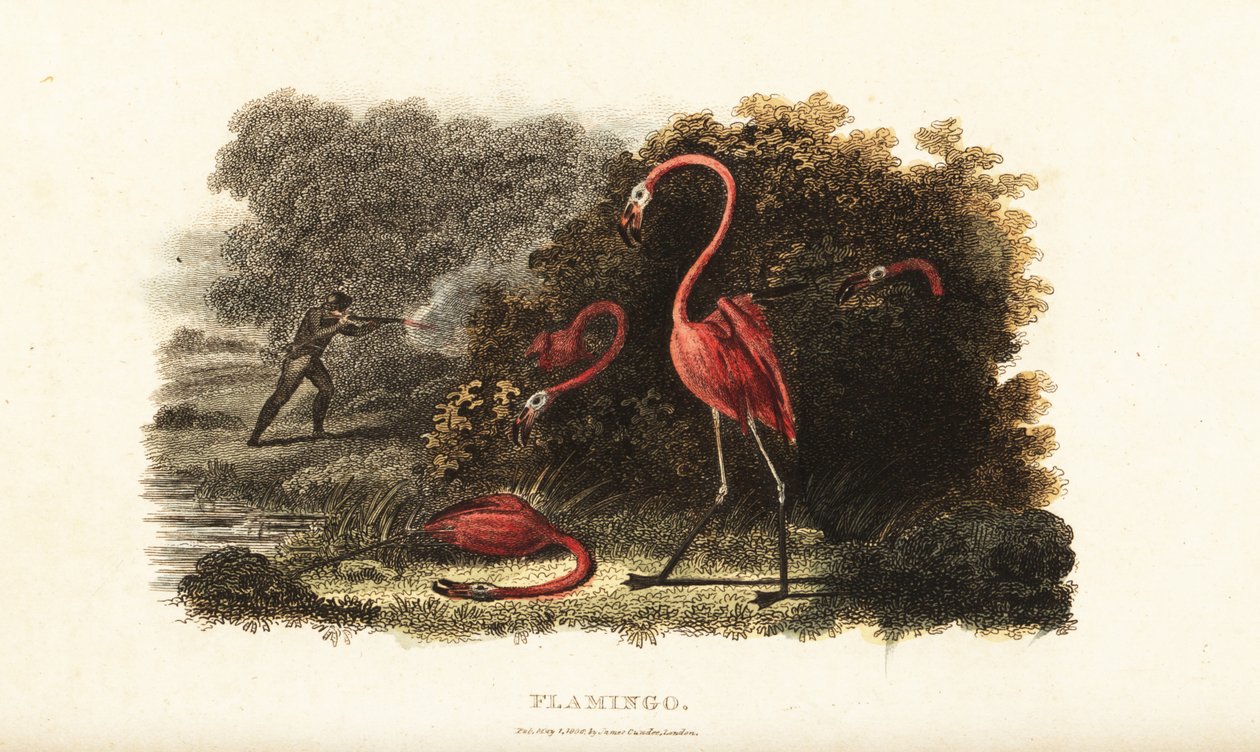 Flamingoes watching in astonishment as their companions are slaughtered by a hunter by English School