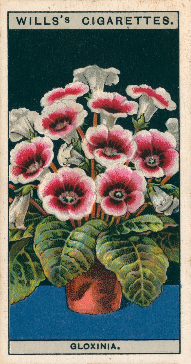 Flower Culture in Pots: Gloxinia by English School
