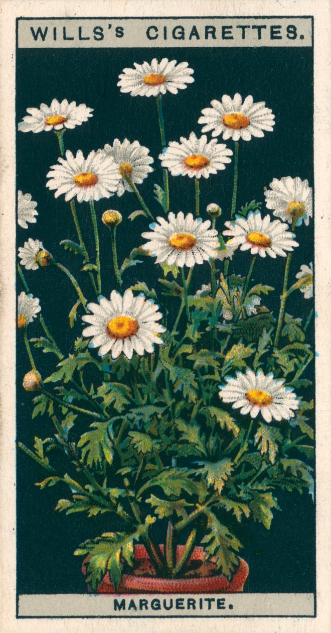 Flower Culture in Pots: Marguerite by English School