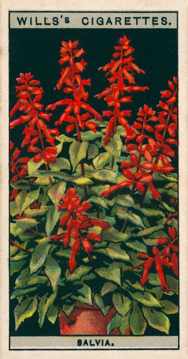 Flower Culture in Pots: Salvia by English School