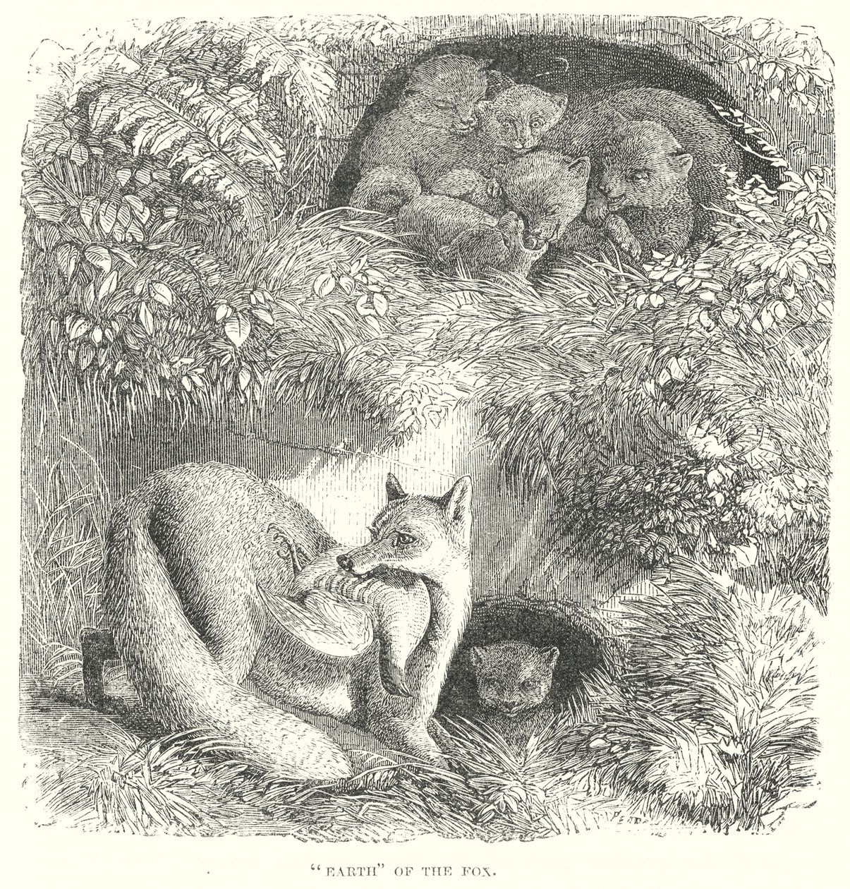 Fox by English School