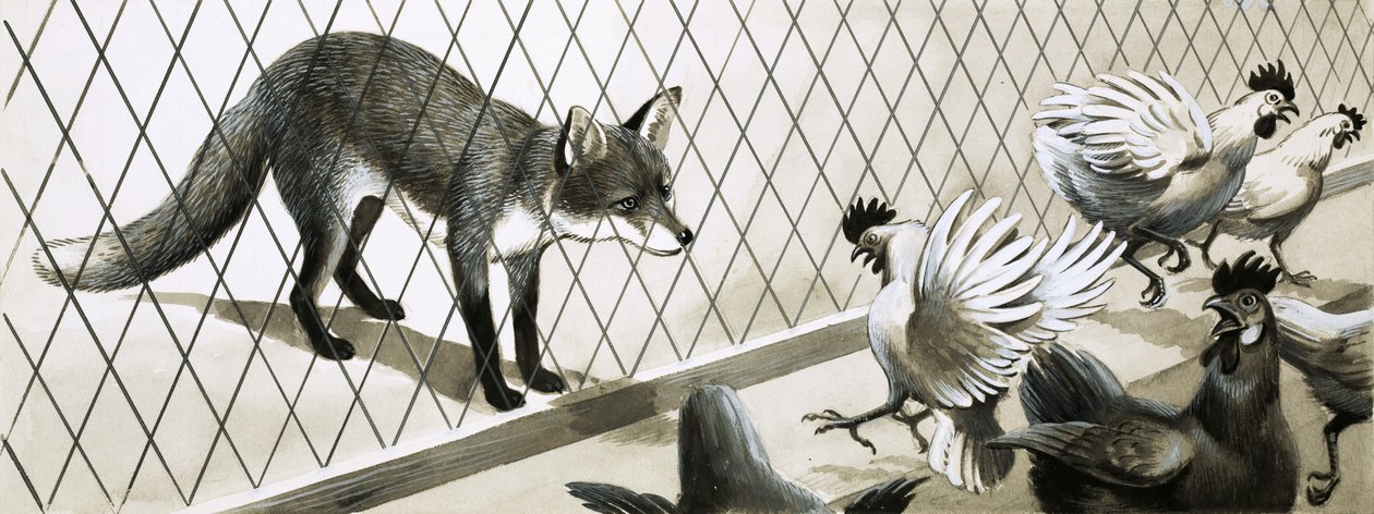 Fox eying chickens by English School