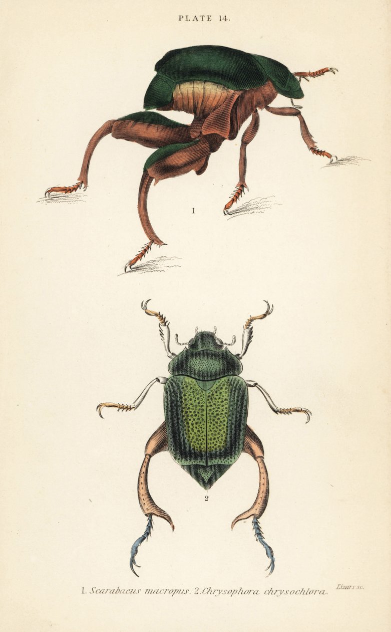 Frog-legged beetle and shining leaf chafer beetle by English School