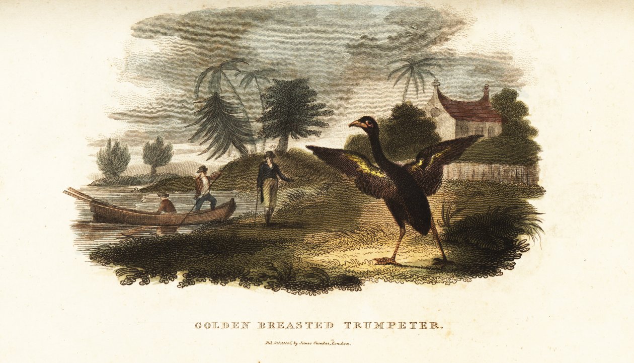 Golden-winged trumpeter running to greet Vosmaer when he steps on shore by English School
