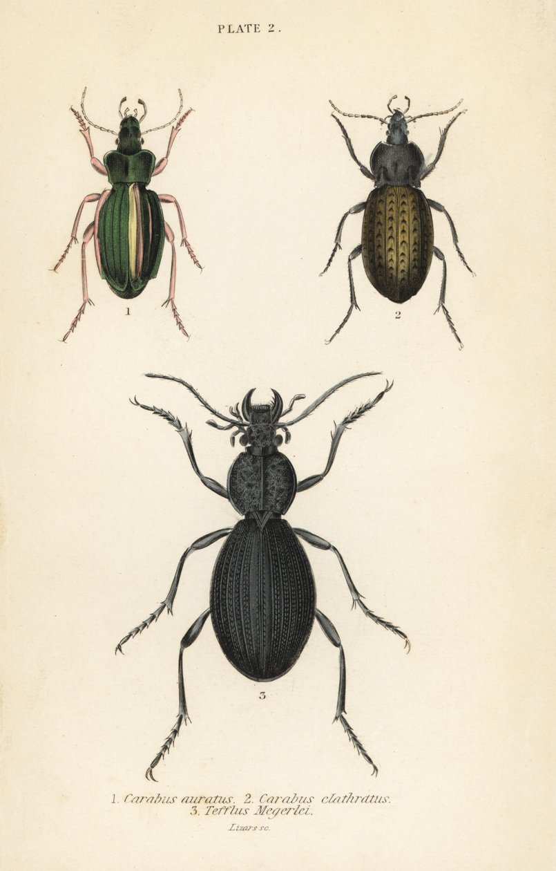 Golden ground beetle, Carabus auratus, ground beetle, Carabus clathratus, and large black ground beetle, Tefflus megerlei by English School