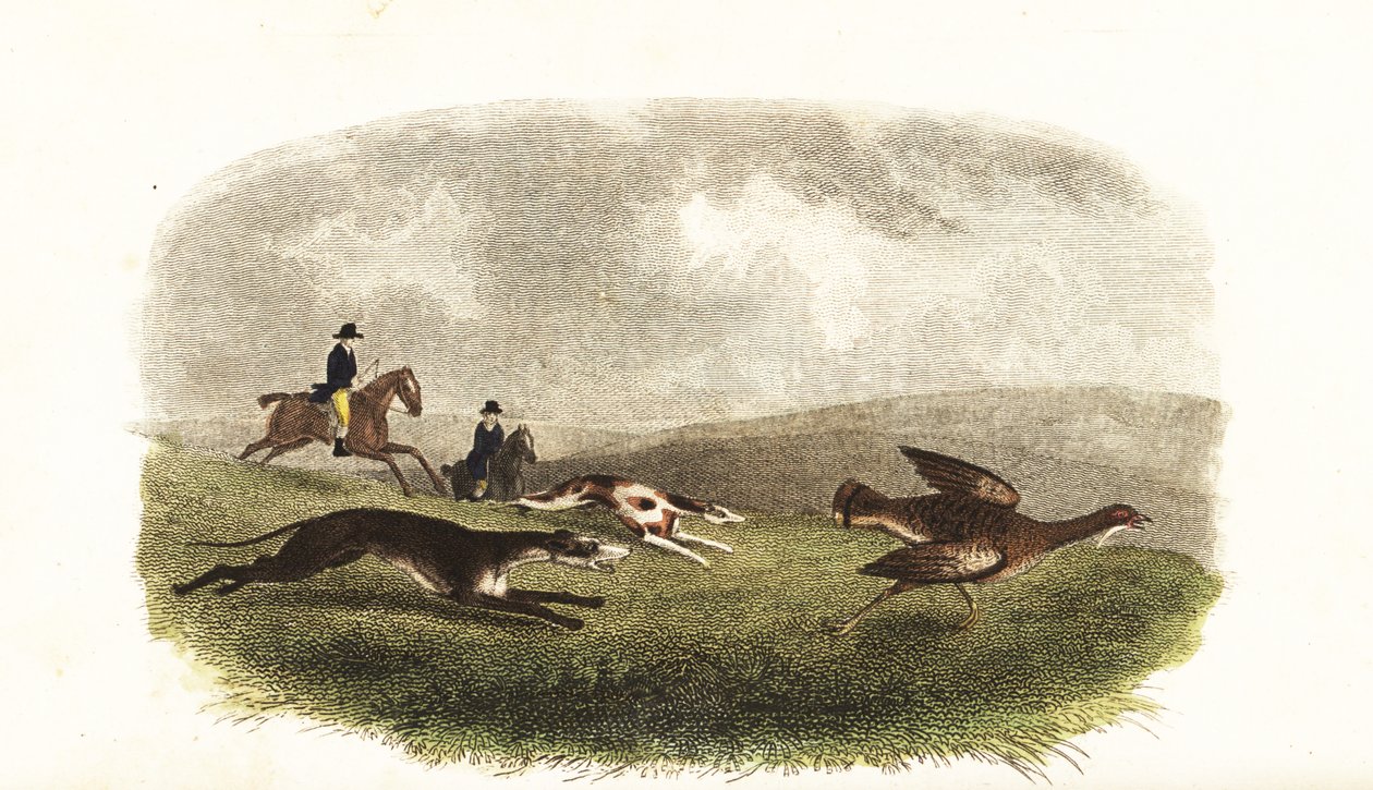 Greyhounds Chasing a Great Bustard, Otis tarda, for Sport by English School