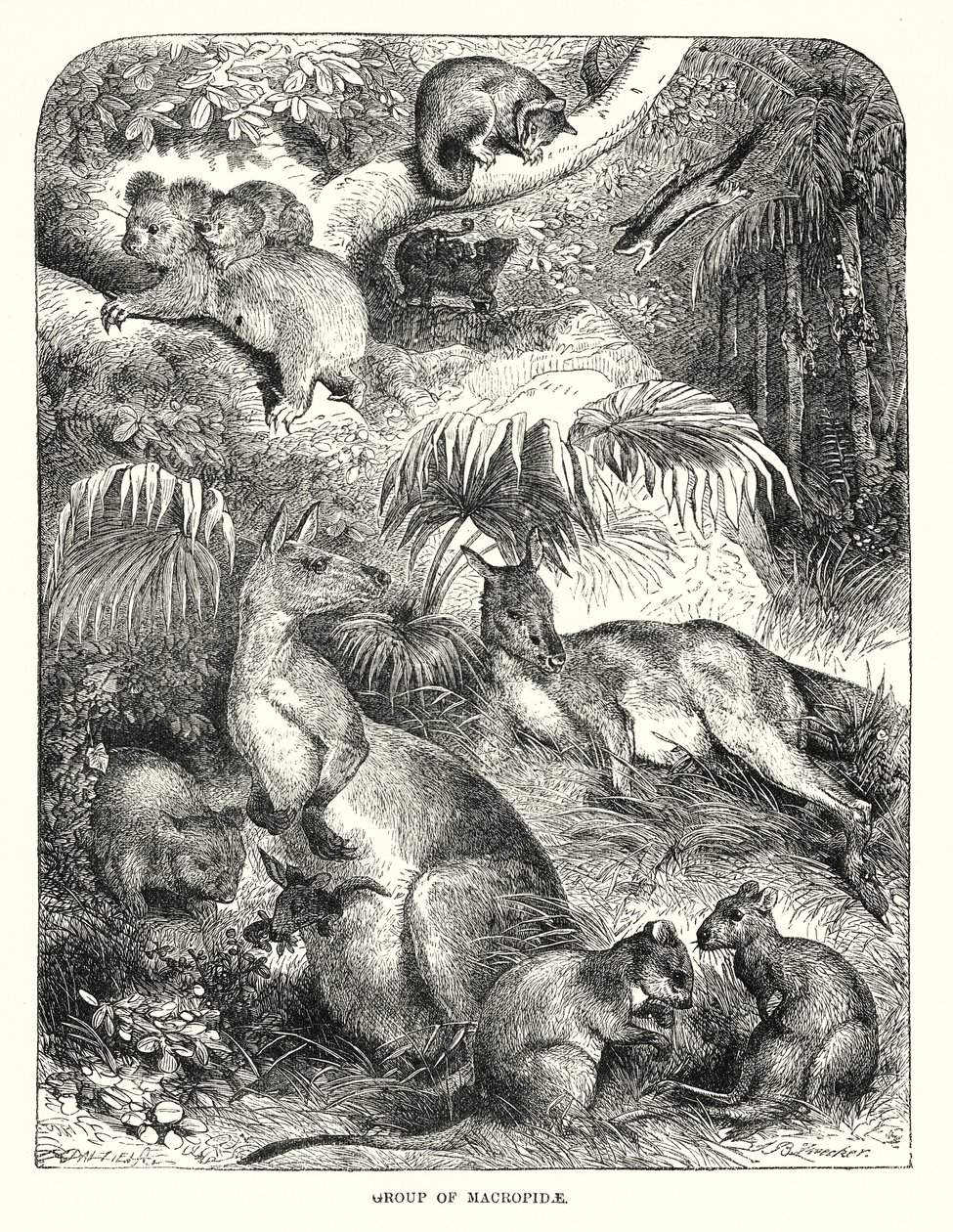 Group of Macropide by English School