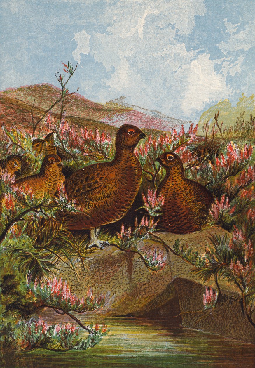 Grouse by English School