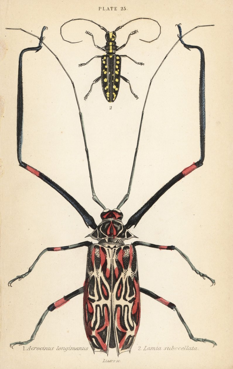 Harlequin beetle and flat-faced longhorn beetle by English School