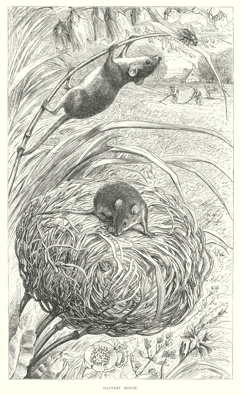 Harvest Mouse by English School