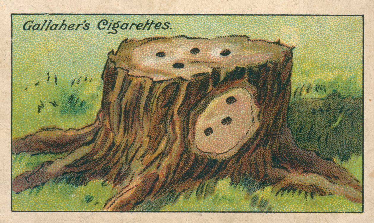 How to Kill a Tree Stump by English School